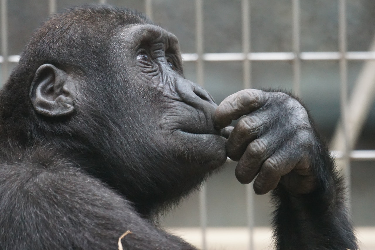 thinking- chimp
