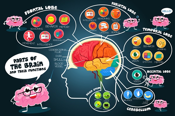 brain food and brain function