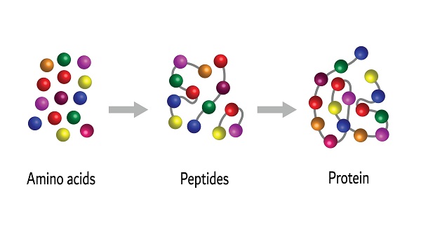 amino acids are the building blocks of protein